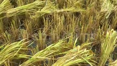 稻黄，准备在清迈的梅兰朗、多伊因塔农国家公园梯田收割